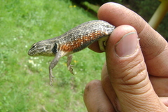Sceloporus unicanthalis