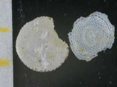 Sorites