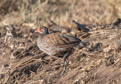 Pternistis rufopictus