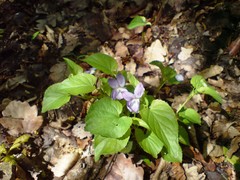 Viola sieheana