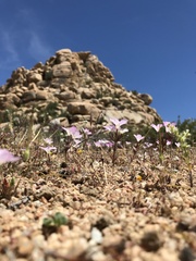 Linanthus bernardinus