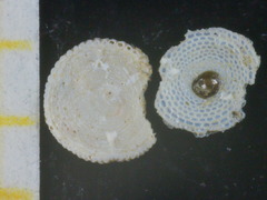 Sorites