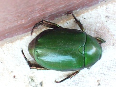 Anomala cupripes