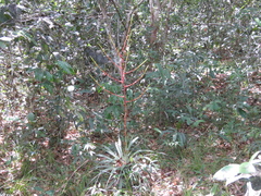 Tillandsia adpressiflora