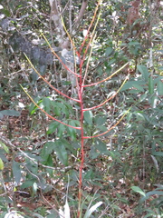 Tillandsia adpressiflora