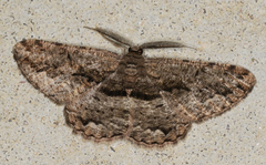Scioglyptis canescaria