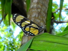Methona themisto
