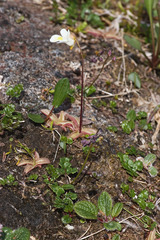 Thalictrum alpinum