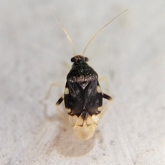 Pycnoderes