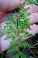 Lindsaea trichomanoides