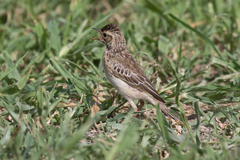 Anthus cinnamomeus