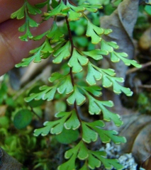 Lindsaea trichomanoides