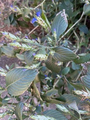 Eranthemum