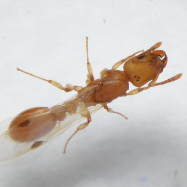 Nesomyrmex wilda