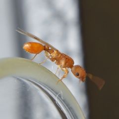 Nesomyrmex wilda