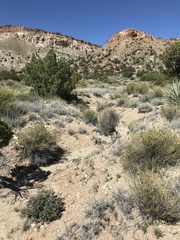 Astragalus cimae cimae