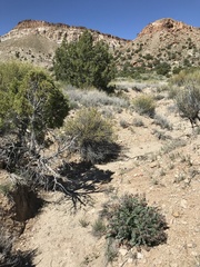 Astragalus cimae cimae