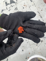 Moreiradromia antillensis