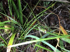 Litoria cooloolensis
