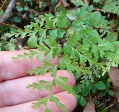 Lindsaea trichomanoides