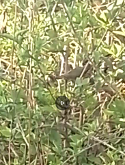 Euphonia chlorotica chlorotica