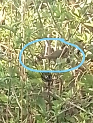 Euphonia chlorotica chlorotica