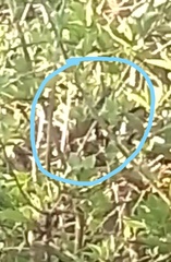 Euphonia chlorotica chlorotica