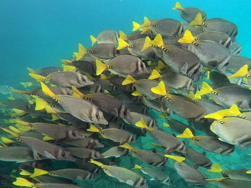 Razor Surgeonfish