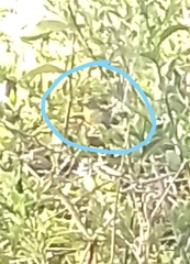 Euphonia chlorotica chlorotica