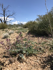 Astragalus cimae cimae
