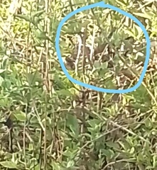 Euphonia chlorotica chlorotica