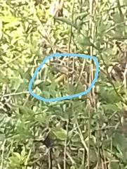 Euphonia chlorotica chlorotica