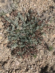 Astragalus cimae cimae