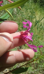 Clarkia concinna concinna