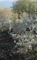 Prunus spinosa dasyphylla