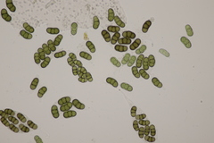 Hapalocystis berkeleyi
