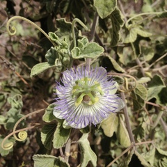 Passiflora arida