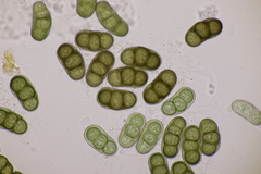 Hapalocystis berkeleyi