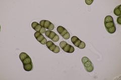 Hapalocystis berkeleyi