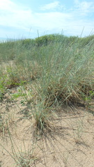 Thinopyrum bessarabicum