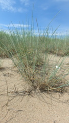 Thinopyrum bessarabicum