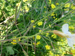 Raphanus raphanistrum