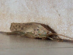 Palaeoagraecia