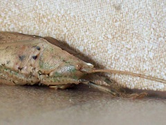 Palaeoagraecia