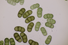 Hapalocystis berkeleyi