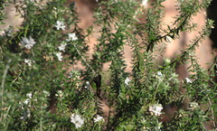 Graphium macleayanus macleayanus