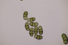 Hapalocystis berkeleyi