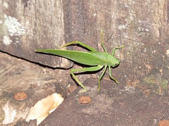 Microcentrum marginatum