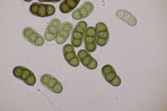 Hapalocystis berkeleyi