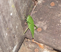 Microcentrum marginatum